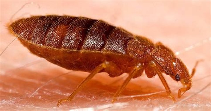4 Gross House Bugs That Might Be Under Your Bed Right Now