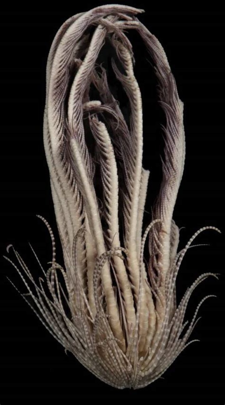Alien-Like Sea Creature With 20 Arms Identified By Scientists