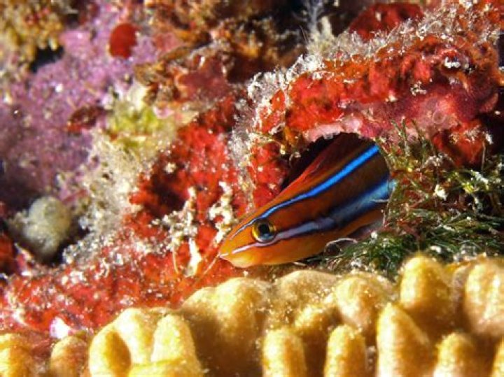 Fangblenny, The Tiny Fanged Fish That Inject Predators With Opium-Like Venom