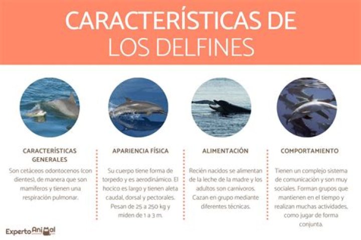 ¿Qué significa tener un delfín Patronus?