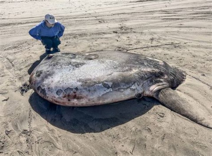 Rare Seven-Foot Sunfish Washes Ashore On Oregon Coast