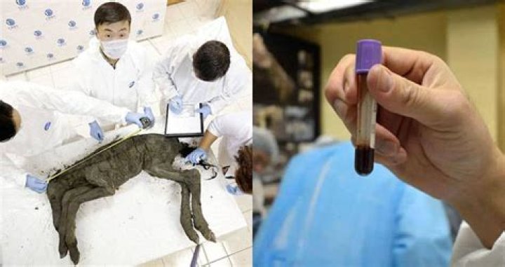 Scientists Extract Liquid Blood From 42,000-Year-Old Siberian Foal
