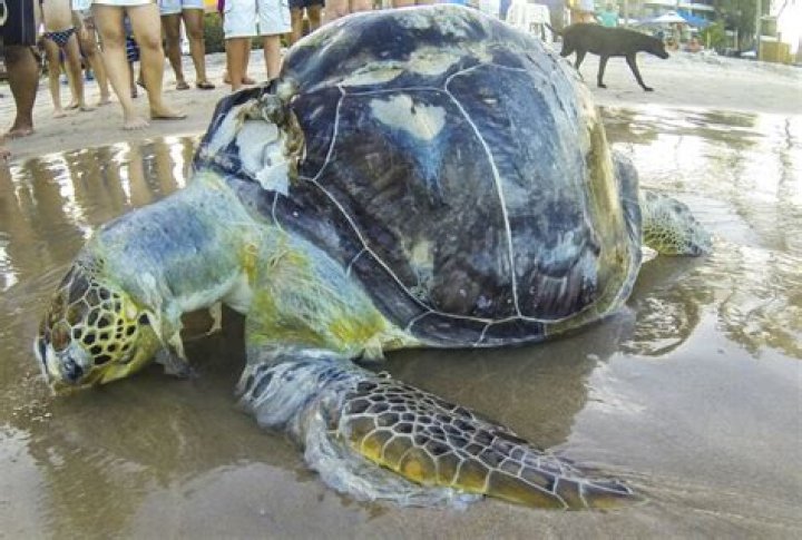 Sea Turtles Eat Plastic Because It Smells Like Food, Study Suggests