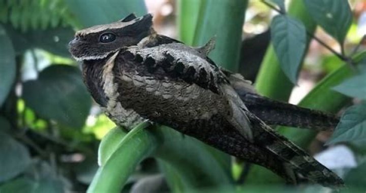 The Bird That Looks Like A Baby Dragon