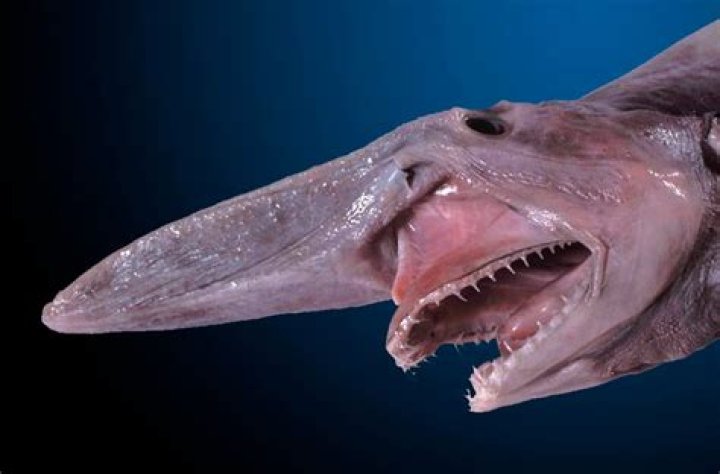 The Ugliest Animals You'll Ever Lay Eyes On
