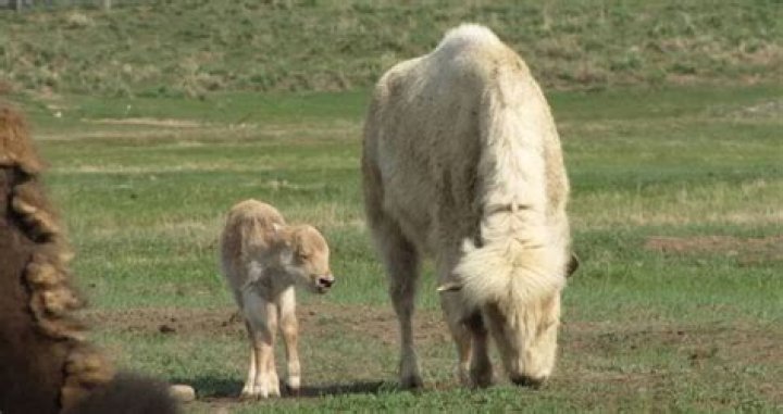 This Rare White Bison Was Just Born At A Wyoming State Park